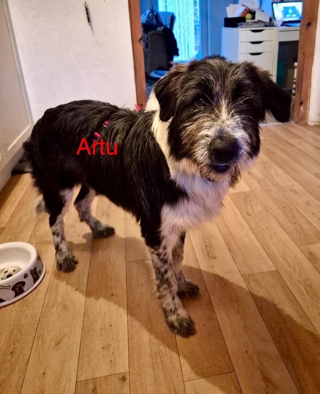 Artù