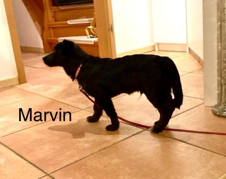 Cucciolata con la “M”