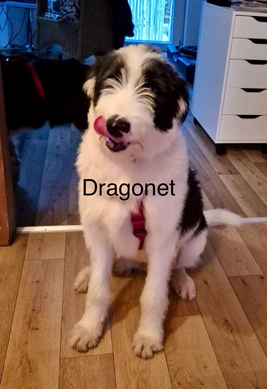 Dragonet