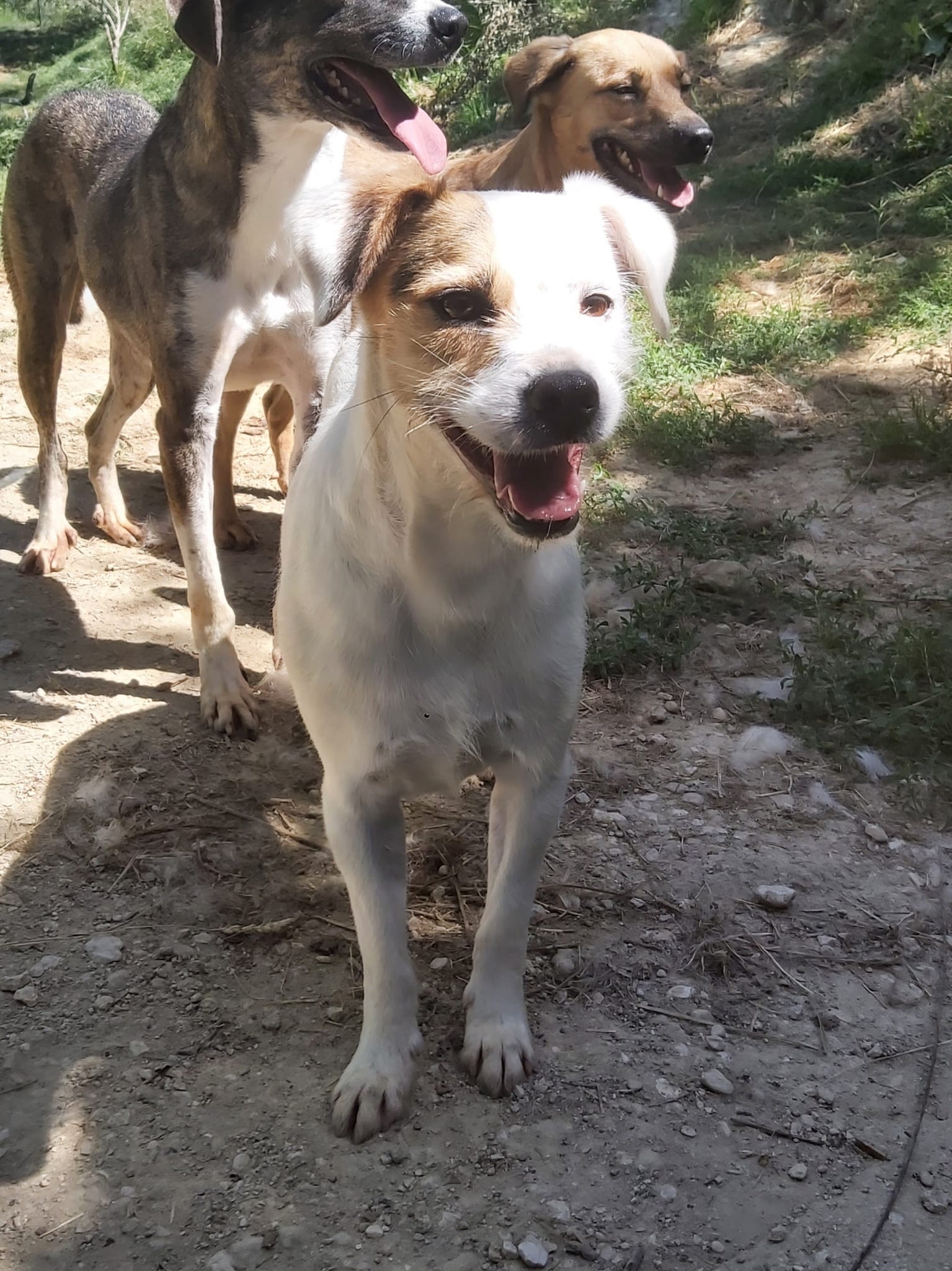 Tobia