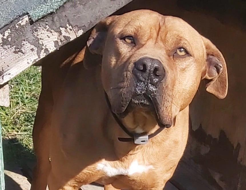 Rocco