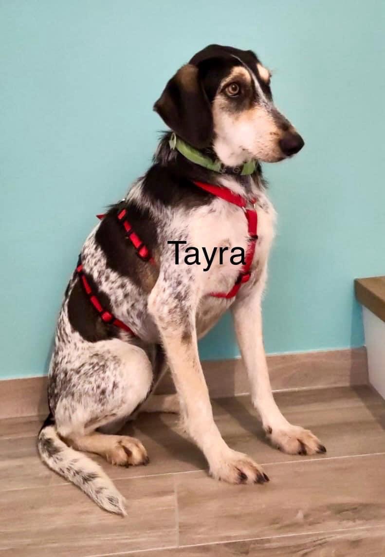 Tayra