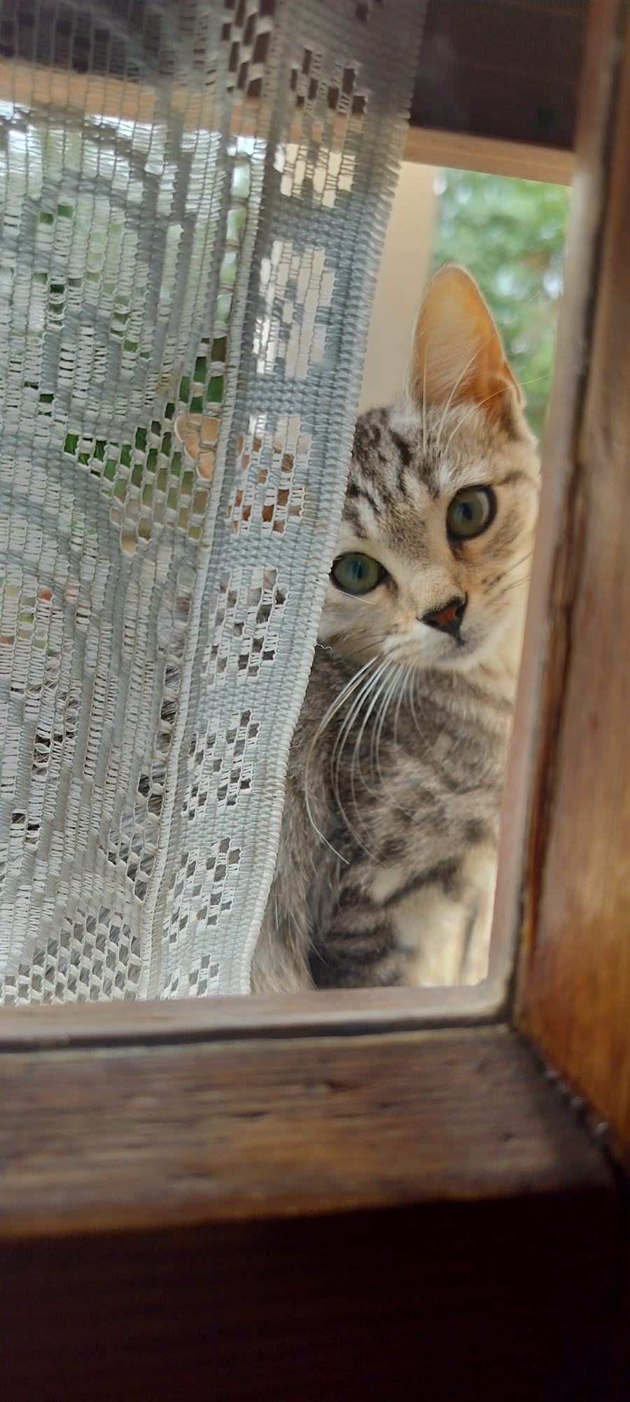 Alice, gattina dolcissima