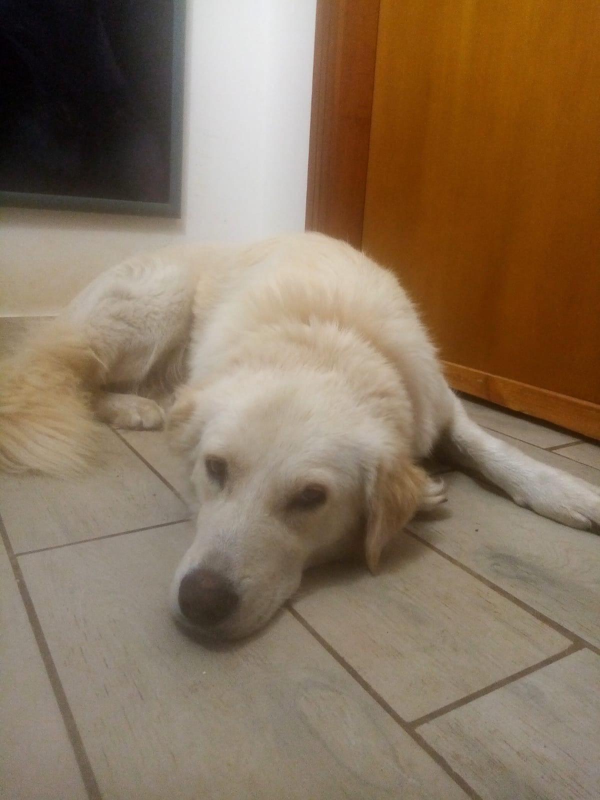 Perla