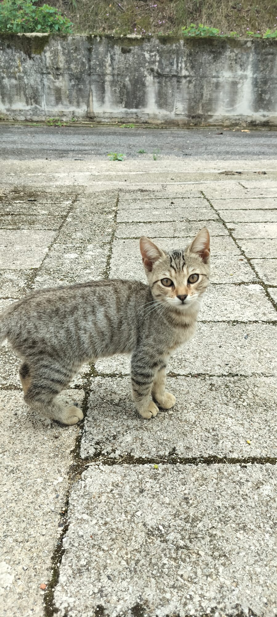 SerGatto Micio