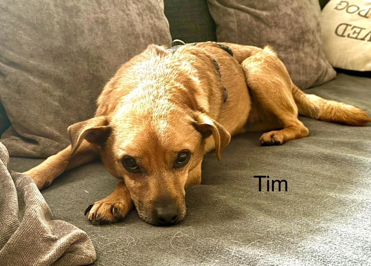 Tim
