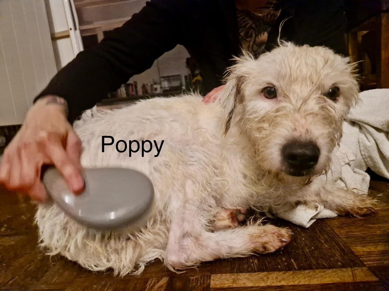 Poppy